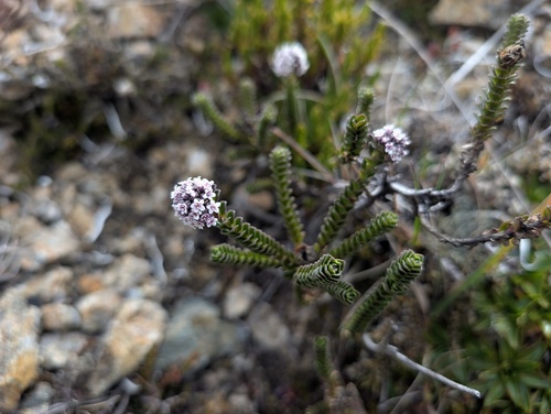 Valeriana microphylla, photograph 4