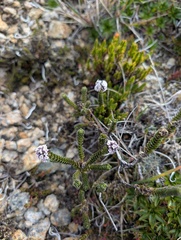 Valeriana microphylla, photograph (c) Yuri Sofronov, some rights reserved (CC BY)