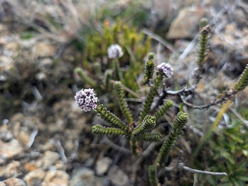 Valeriana microphylla, photograph 3