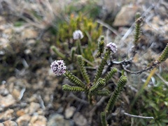 Valeriana microphylla, photograph (c) Yuri Sofronov, some rights reserved (CC BY)