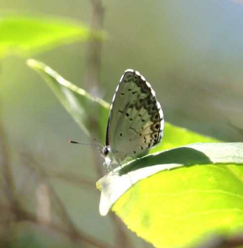 Summer Azure photo 6