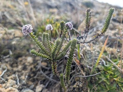 Valeriana microphylla, photograph (c) Yuri Sofronov, some rights reserved (CC BY)