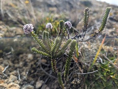 Valeriana microphylla, photograph (c) Yuri Sofronov, some rights reserved (CC BY)