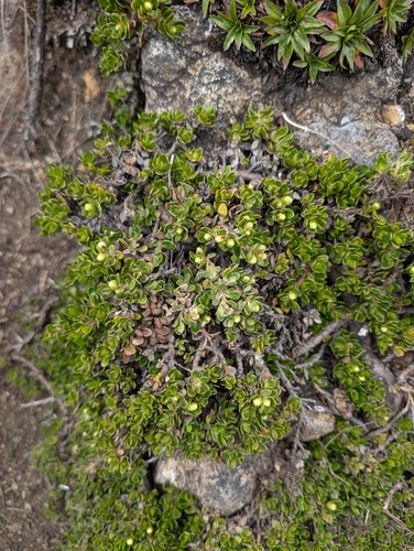 Baccharis caespitosa, photograph 1