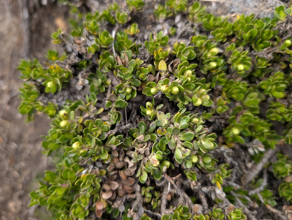 Baccharis caespitosa; photograph (c) Yuri Sofronov, some rights reserved (CC BY)