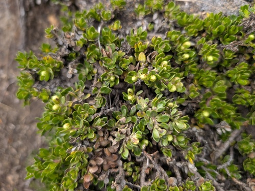 Baccharis caespitosa