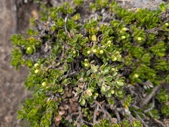 Baccharis caespitosa