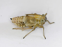 Dicranotropis hamata