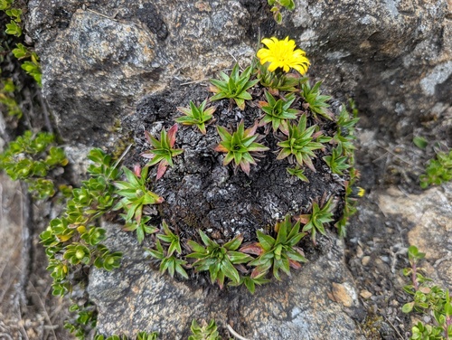 Hypochaeris sessiliflora, photograph 3