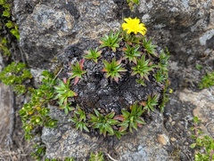 Hypochaeris sessiliflora, photograph (c) Yuri Sofronov, some rights reserved (CC BY)