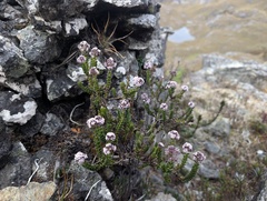 Valeriana microphylla