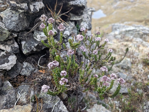 Valeriana microphylla, photograph 1