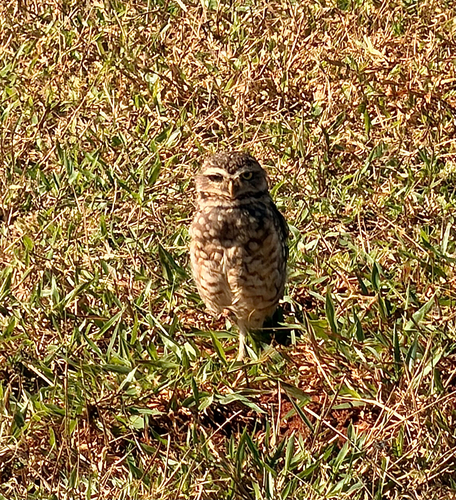 Burrowing Owl