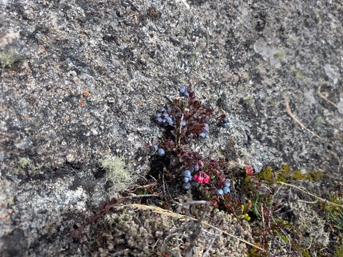 Vaccinium floribundum, photograph 4