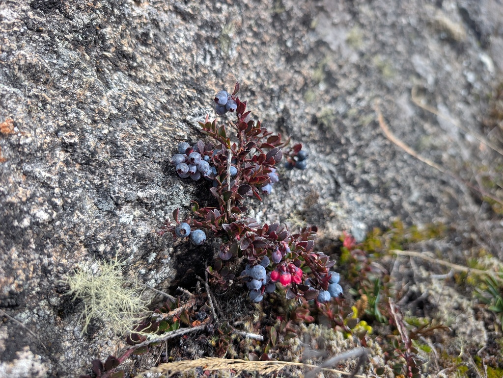 Vaccinium floribundum; photograph (c) Yuri Sofronov, some rights reserved (CC BY)