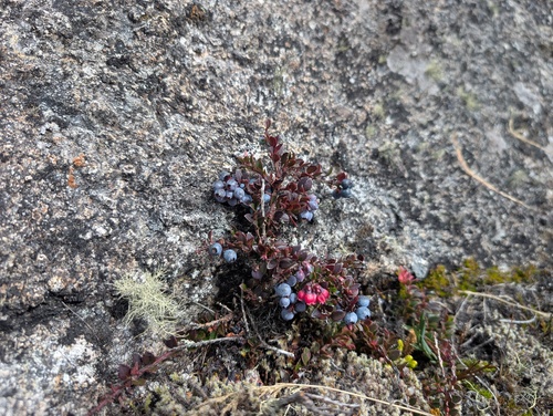 Vaccinium floribundum, photograph 5