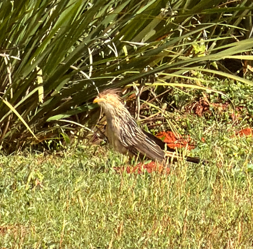Guira Cuckoo