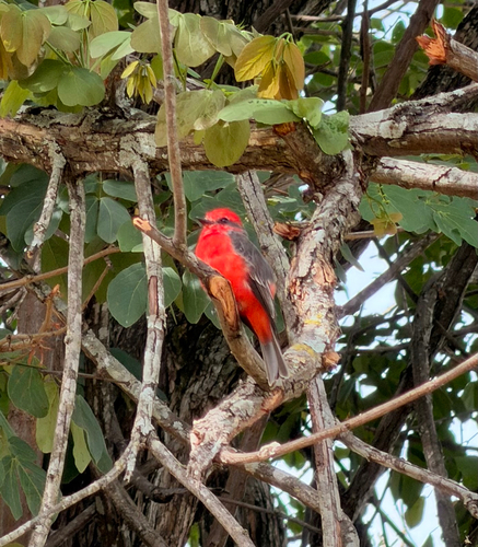 Vermilion Flycatcher