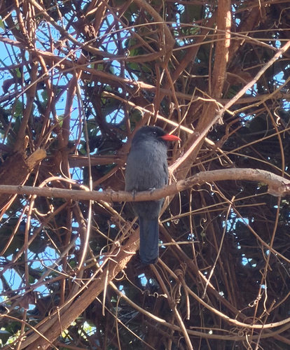 Black-fronted Nunbird
