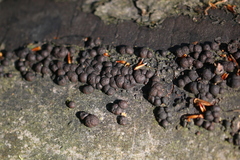 Jackrogersella cohaerens