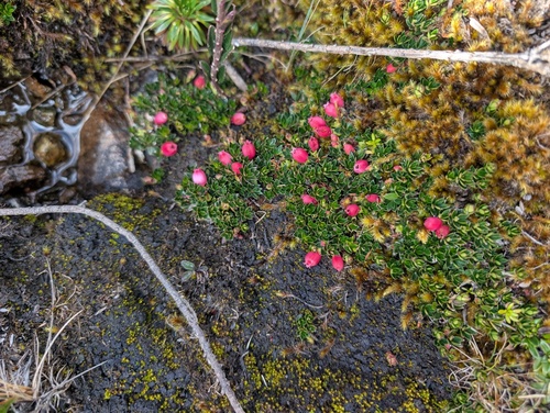 Disterigma empetrifolium, photograph 3