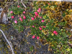 Disterigma empetrifolium, photograph (c) Yuri Sofronov, some rights reserved (CC BY)