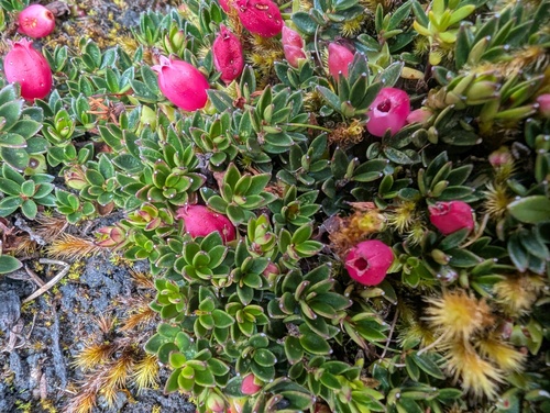 Disterigma empetrifolium, photograph 5