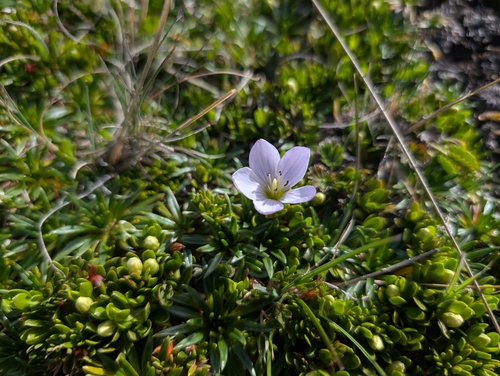 Gentianella cerastioides, photograph 6