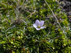 Gentianella cerastioides, photograph (c) Yuri Sofronov, some rights reserved (CC BY)