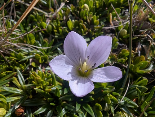 Gentianella cerastioides, photograph 5