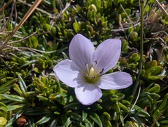 Gentianella cerastioides, photograph (c) Yuri Sofronov, some rights reserved (CC BY)