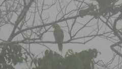 Amazona autumnalis salvini