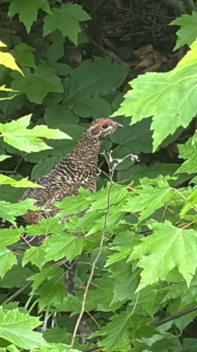 Spruce Grouse