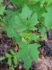 Smallanthus uvedalia