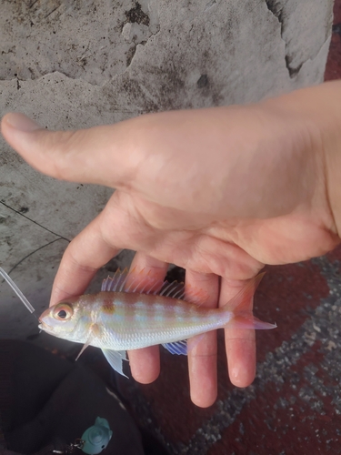 Nemipterus peronii observed 2026-06-25