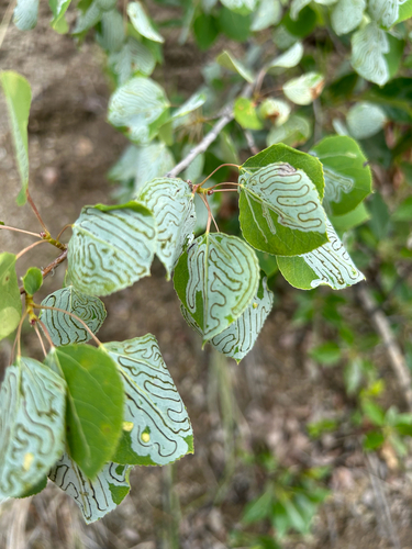 Aspen Serpentine Leafminer Moth