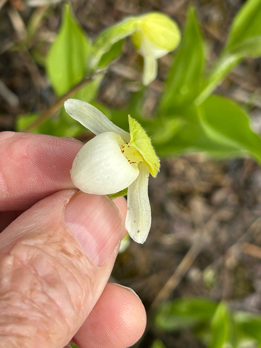 Sparrow's-egg Lady's Slipper