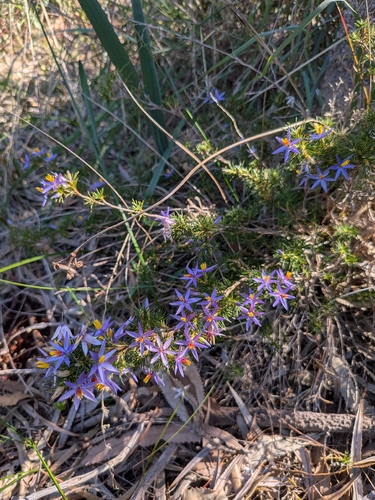 Calectasia narragara (Calectasia narragara)