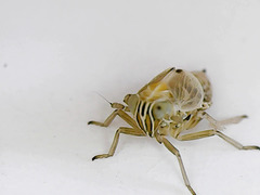 Dicranotropis hamata