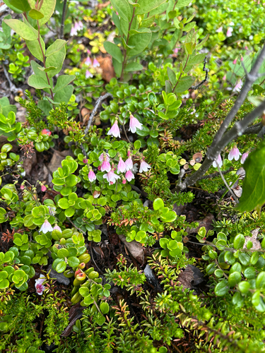 Twinflower