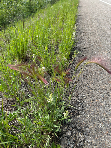 Foxtail Barley