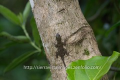 Anolis favillarum