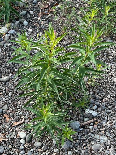 fireweed