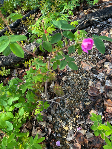 Prickly Wild Rose