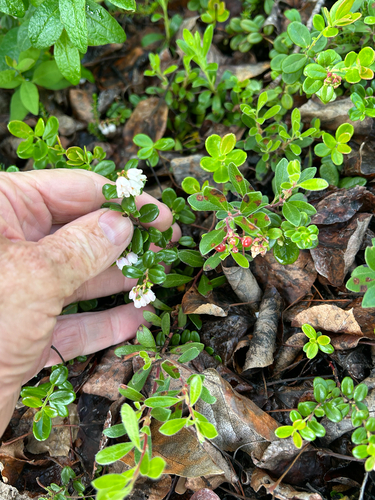 Lingonberry