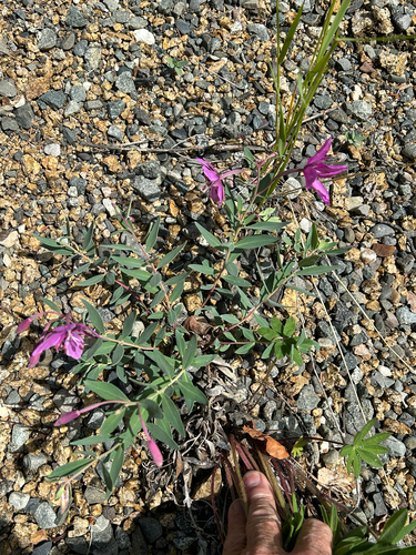 Dwarf Fireweed