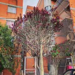 Euphorbia cotinifolia