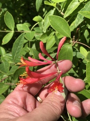 Lonicera sempervirens