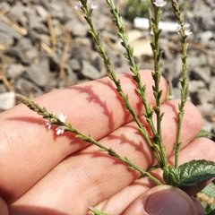 Verbena carolina