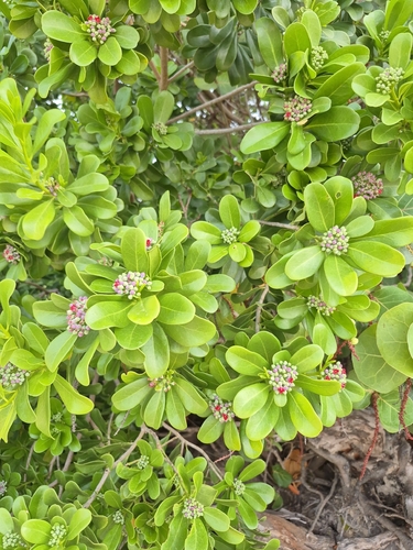 Canella winterana observed 2026-06-24